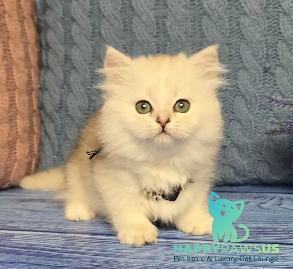 Taisia Munchkin female black tortie silver shaded pointed - live animals