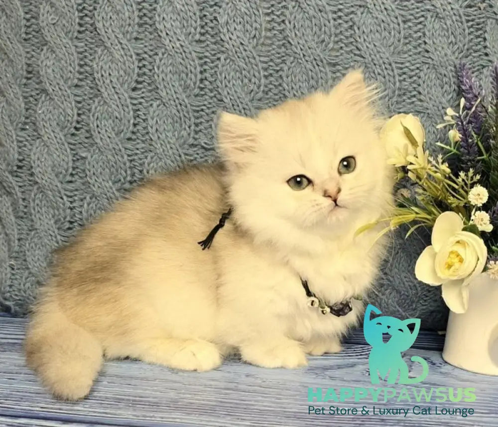 Taisia Munchkin female black tortie silver shaded pointed - live animals