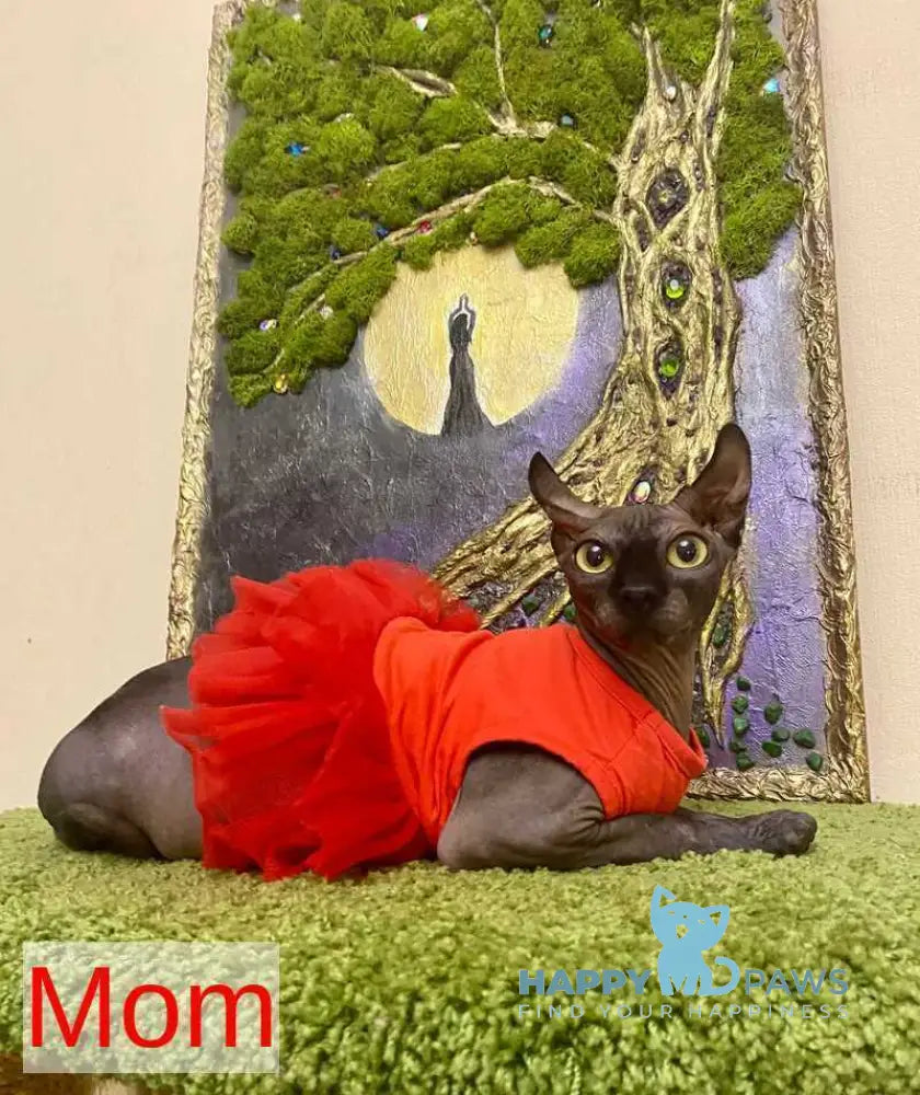 Taison Dwelf male black live animals