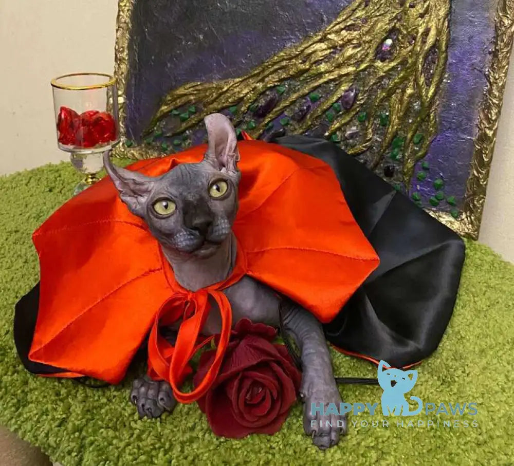 Taison Dwelf male black live animals