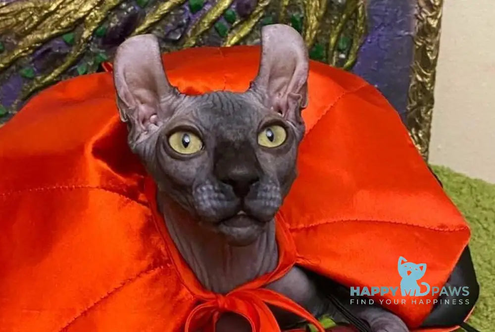 Taison Dwelf male black live animals