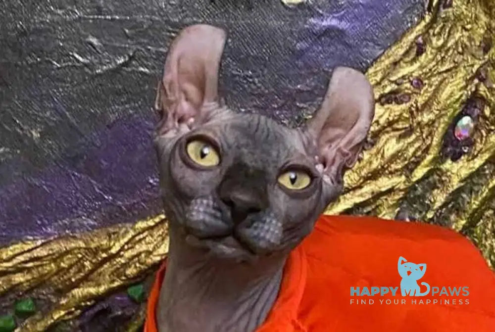 Taison Dwelf male black live animals