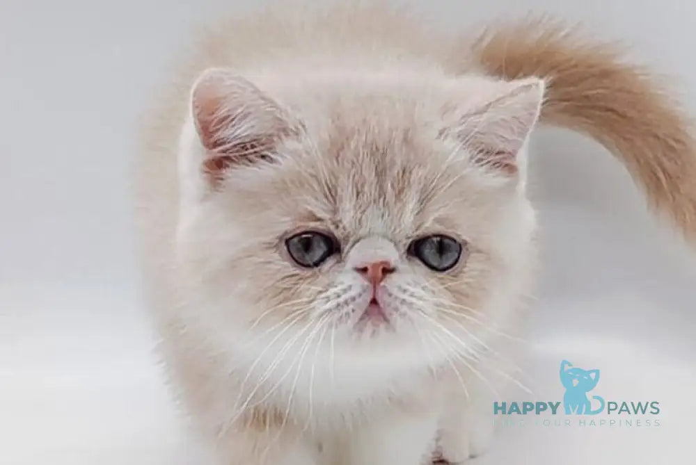 Taiya Exotic female cream bicolour live animals