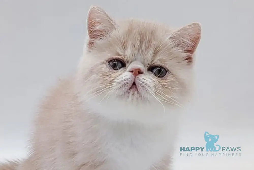 Taiya Exotic female cream bicolour live animals