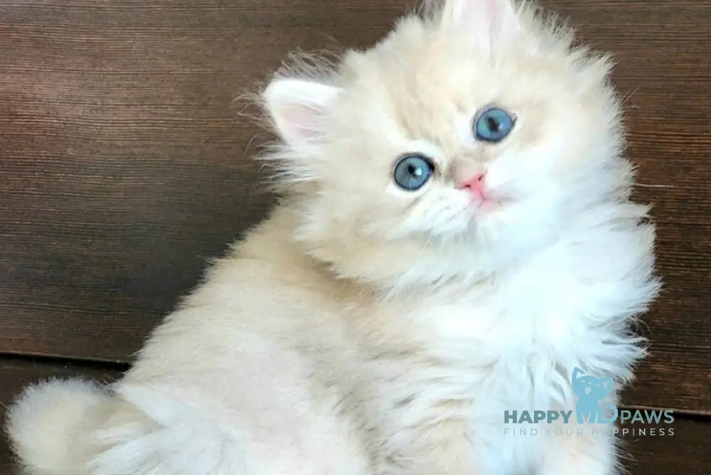 Taja British Longhair female blue golden shaded live animals