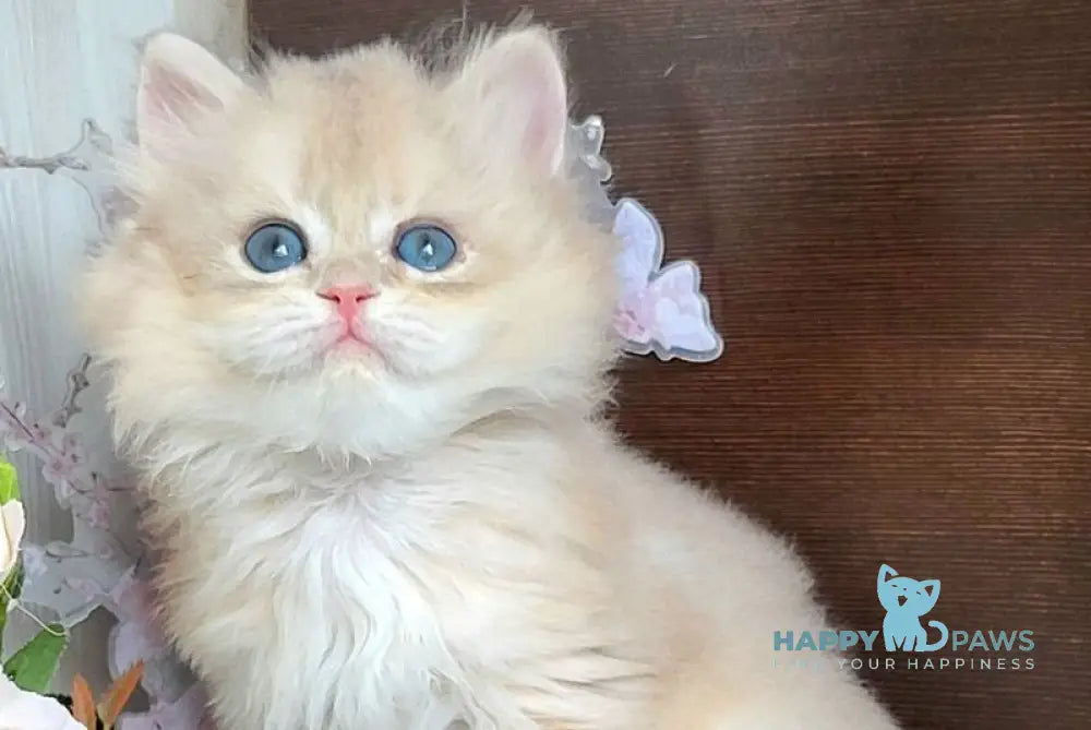 Taja British Longhair female blue golden shaded live animals