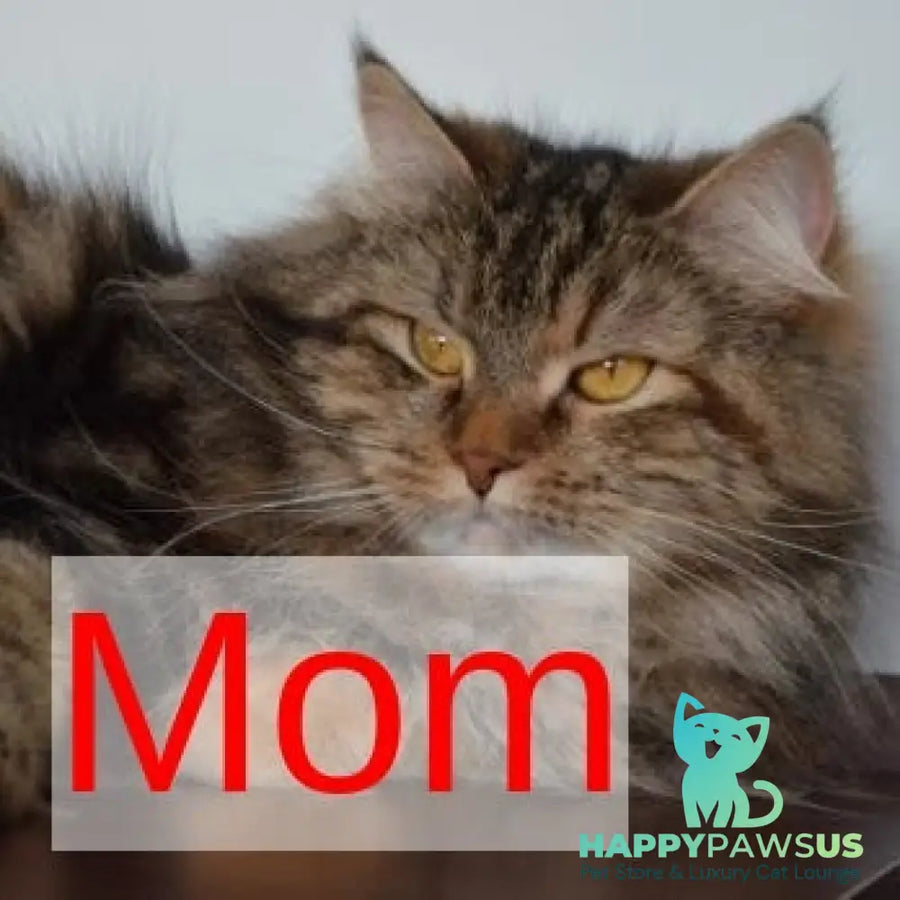 Talia Siberian female black tortie tabby - live animals