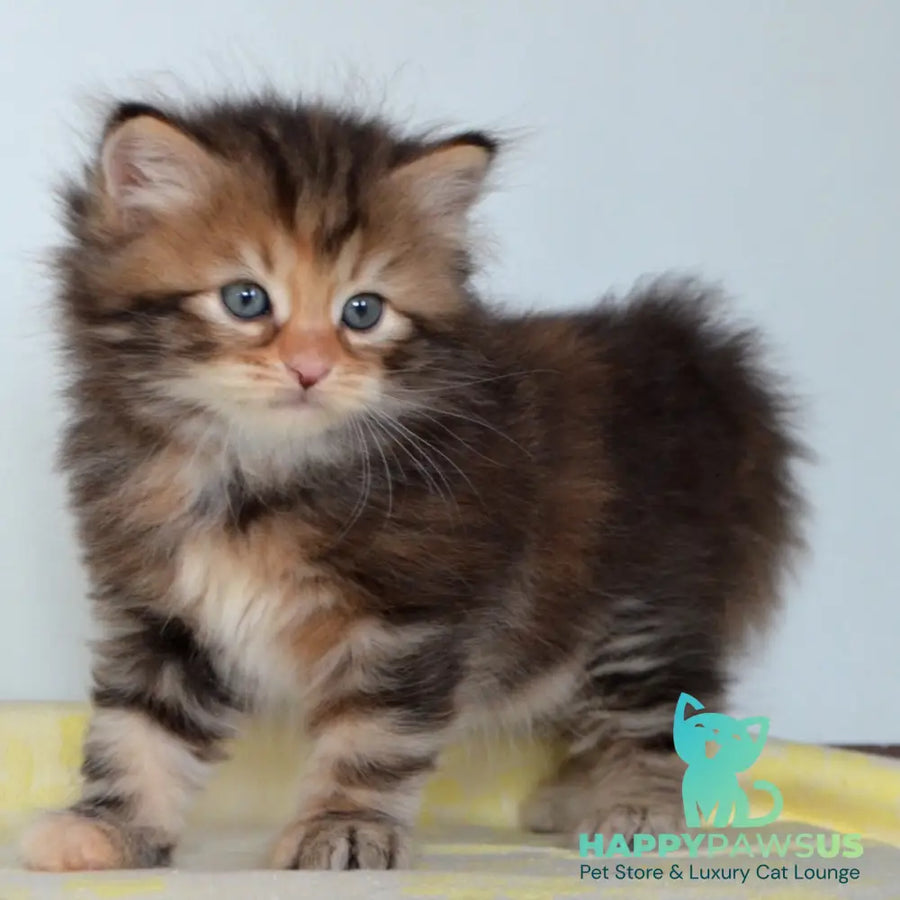 Talia Siberian female black tortie tabby - live animals