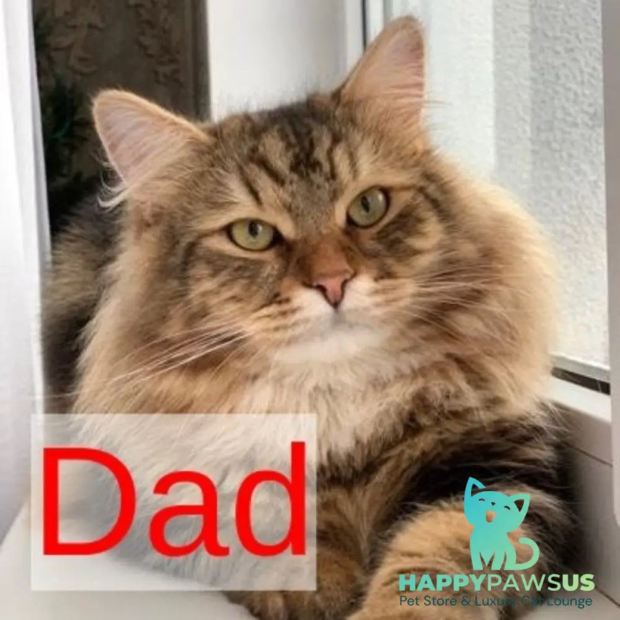 Talia Siberian female black tortie tabby - live animals