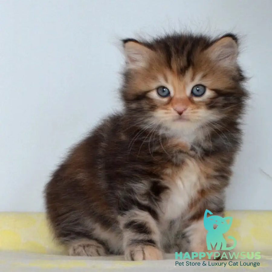 Talia Siberian female black tortie tabby - live animals