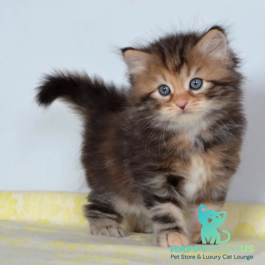 Talia Siberian female black tortie tabby - live animals