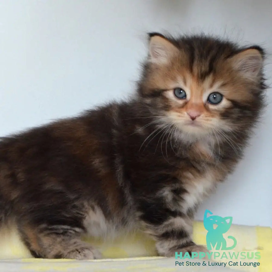 Talia Siberian female black tortie tabby - live animals