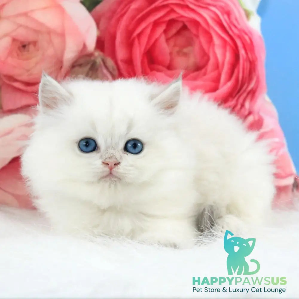 Talisman British Longhair male blue golden chinchilla pointed - live animals
