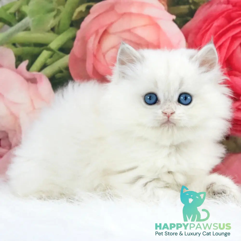 Talisman British Longhair male blue golden chinchilla pointed - live animals
