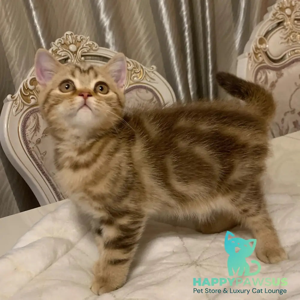Talisman British Shorthair male chocolate tabby - live animals