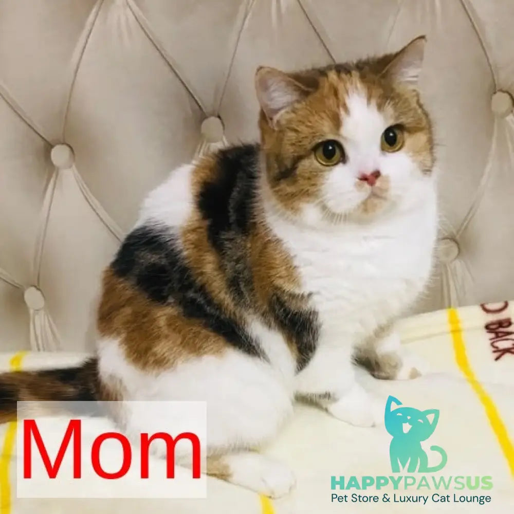 Talisman British Shorthair male chocolate tabby - live animals
