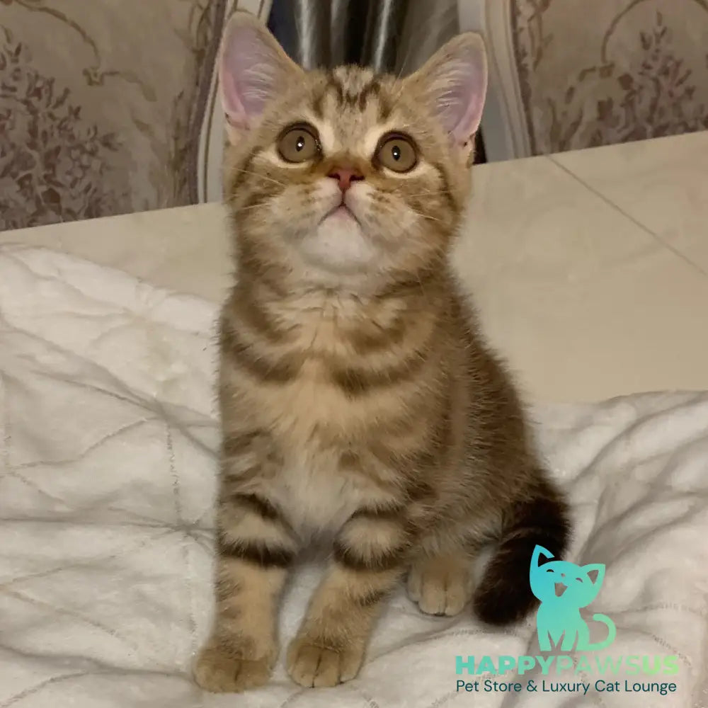 Talisman British Shorthair male chocolate tabby - live animals