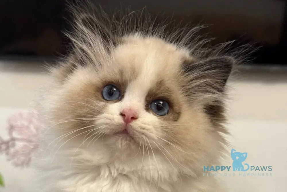 Talisman Ragdoll female black bicolour live animals