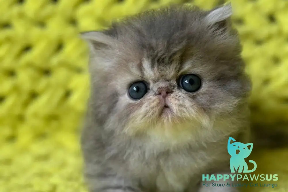 Tamara Persian female blue tortie silver tabby - live animals