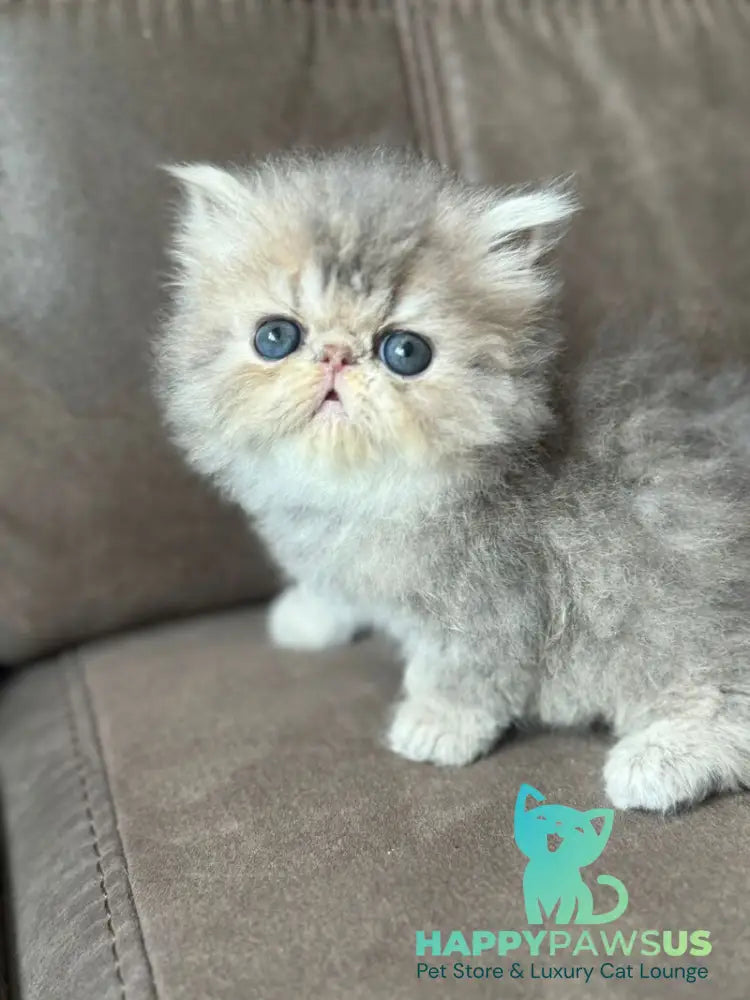 Tamara Persian female blue tortie silver tabby - live animals
