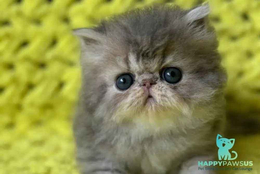 Tamara Persian female blue tortie silver tabby - live animals