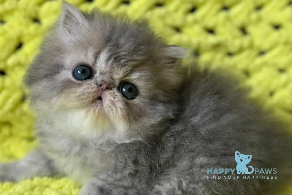 Tamara Persian female blue tortie silver tabby - live animals