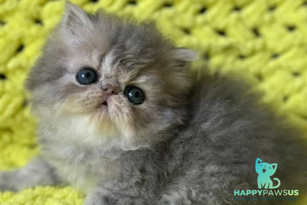 Tamara Persian female blue tortie silver tabby - live animals