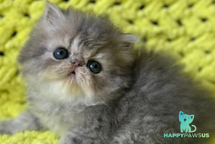 Tamara Persian female blue tortie silver tabby - live animals