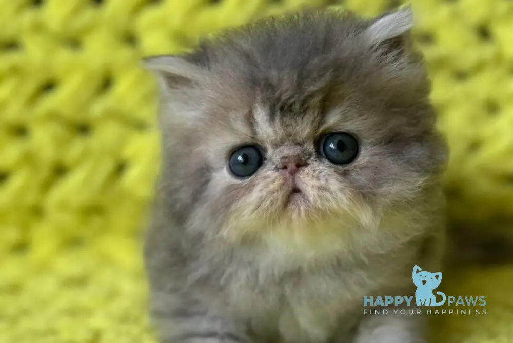 Tamara Persian female blue tortie silver tabby - live animals