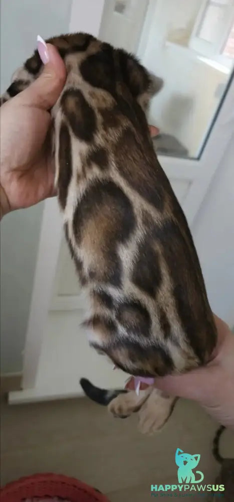 Тamerlan Bengal male black spotted tabby - live animals