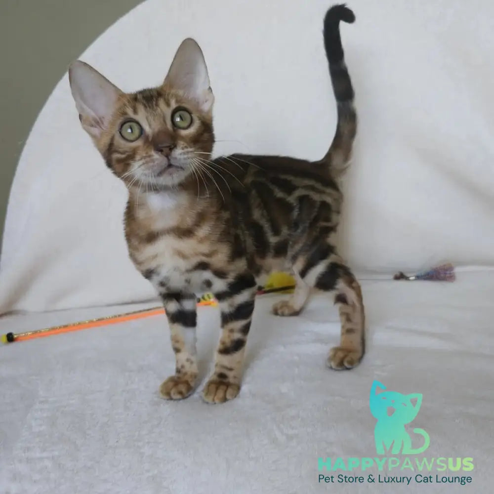 Тamerlan Bengal male black spotted tabby - live animals