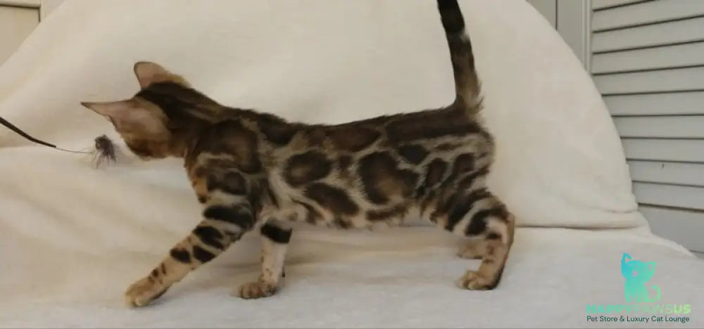 Тamerlan Bengal male black spotted tabby - live animals