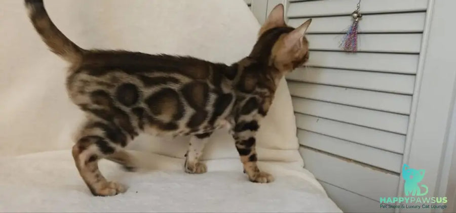 Тamerlan Bengal male black spotted tabby - live animals