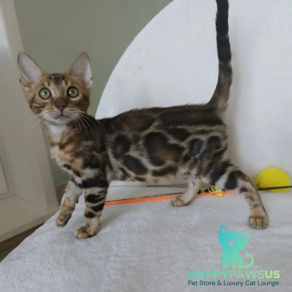 Тamerlan Bengal male black spotted tabby - live animals