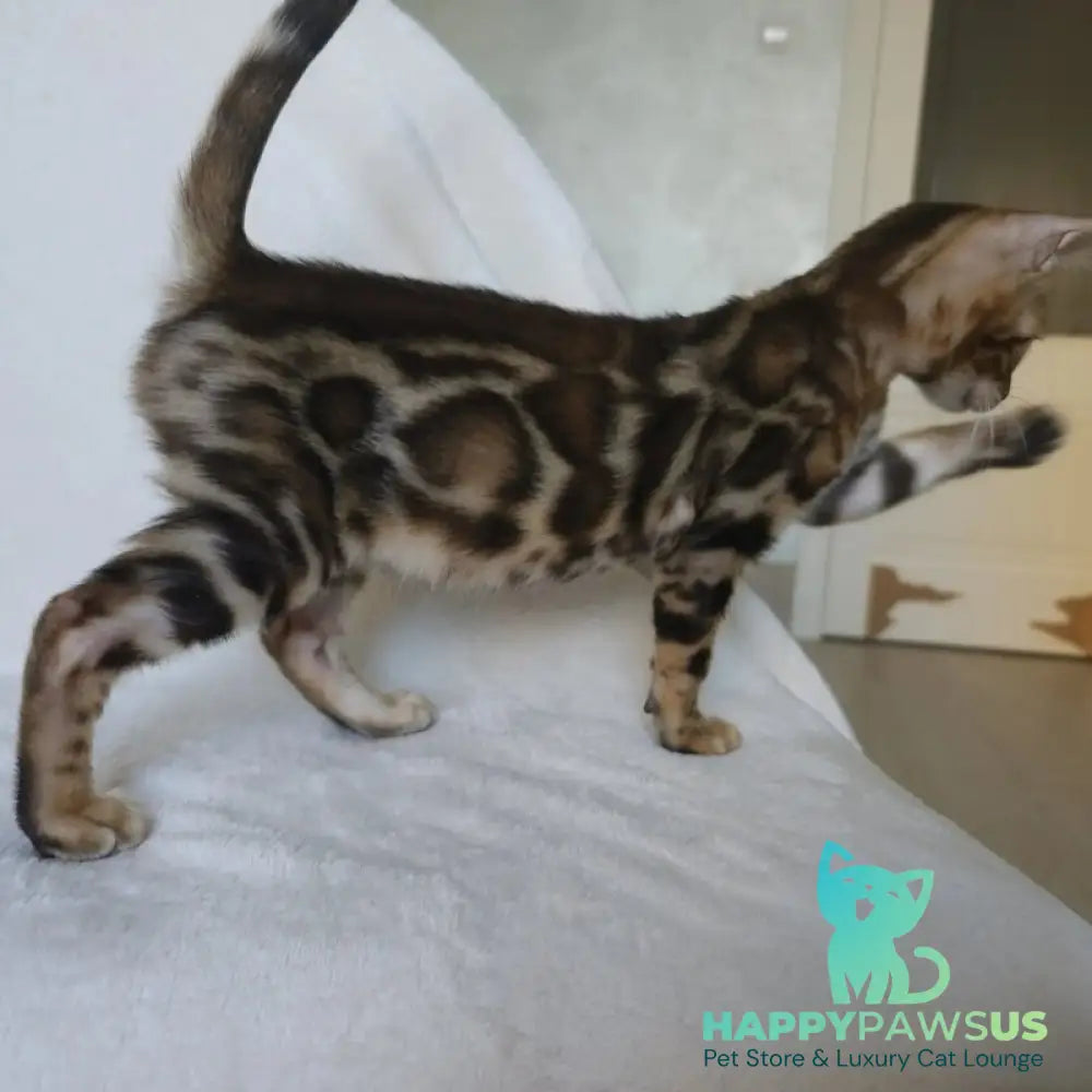 Тamerlan Bengal male black spotted tabby - live animals