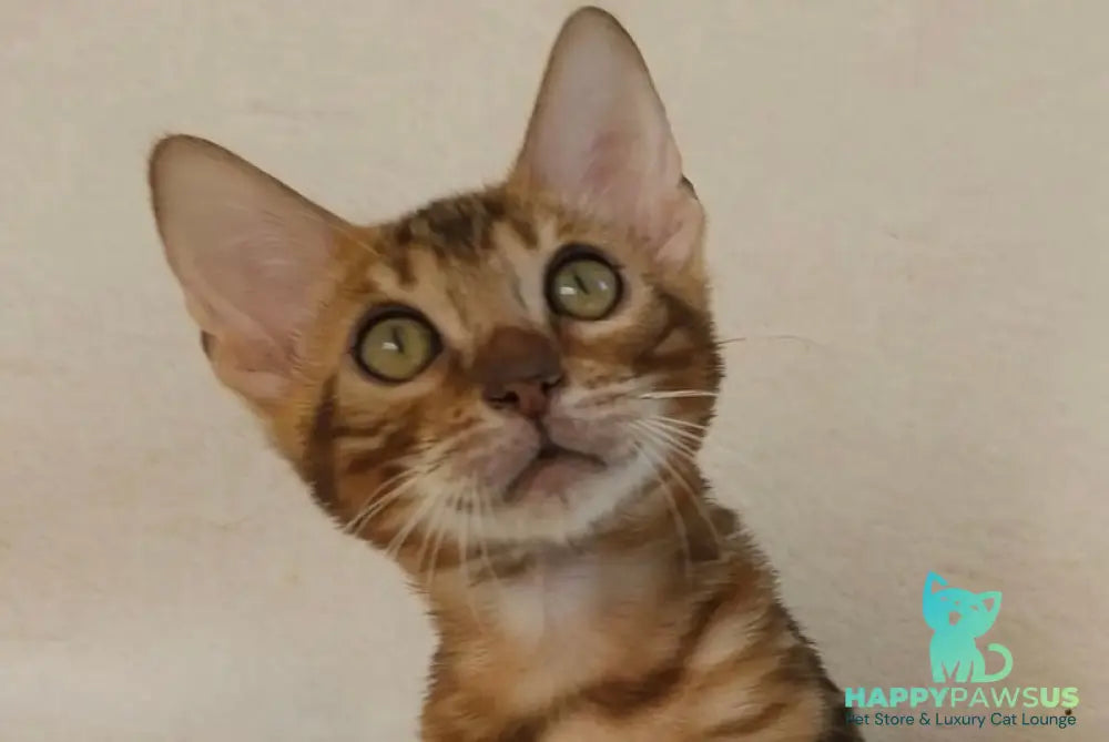 Тamerlan Bengal male black spotted tabby - live animals