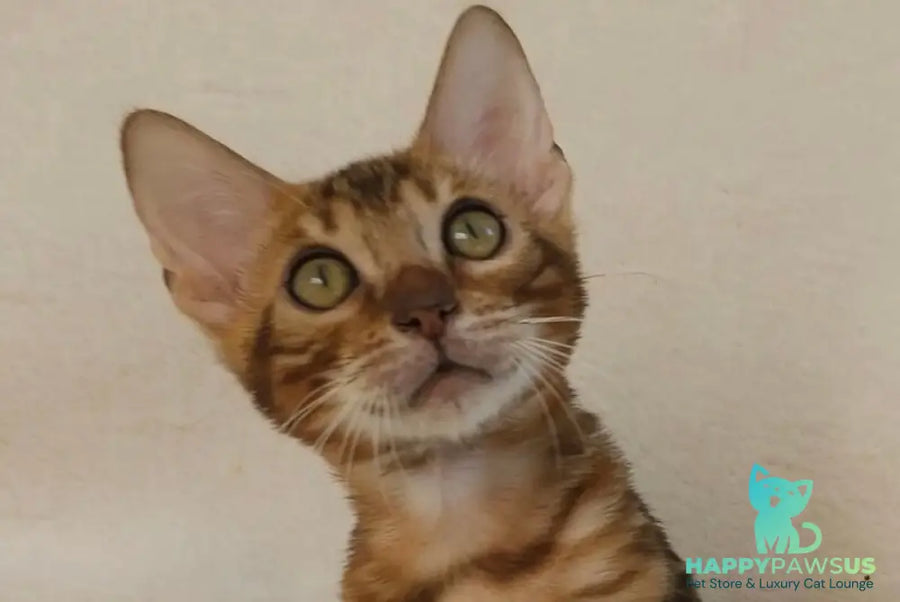 Тamerlan Bengal male black spotted tabby - live animals