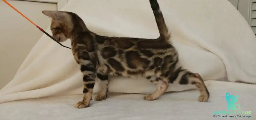 Тamerlan Bengal male black spotted tabby - live animals