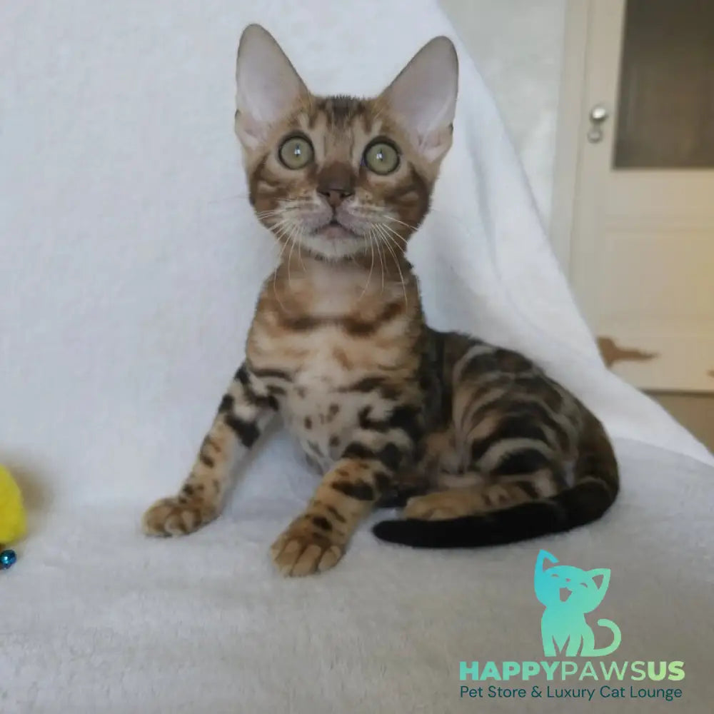 Тamerlan Bengal male black spotted tabby - live animals