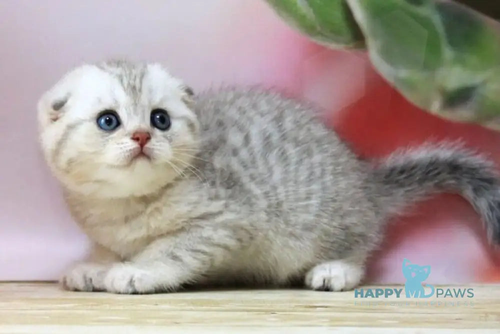 Tamerland Scottish Fold male blue golden spotted tabby live animals