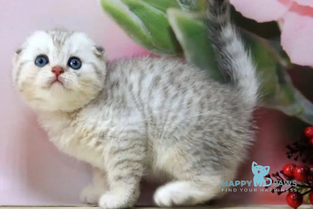 Tamerland Scottish Fold male blue golden spotted tabby live animals