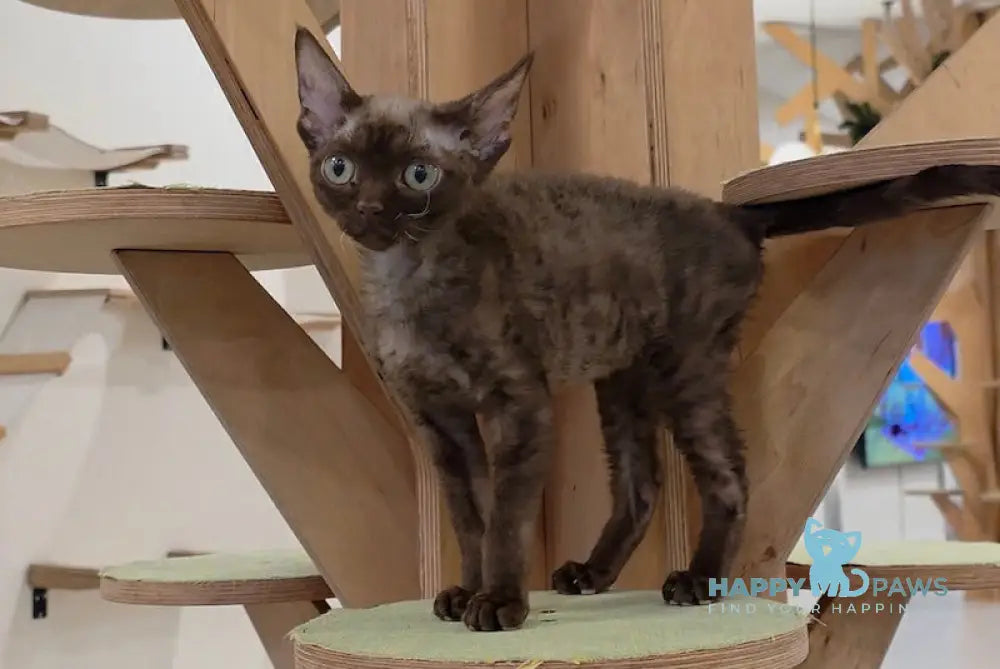 Tamila Devon Rex female chocolate live animals