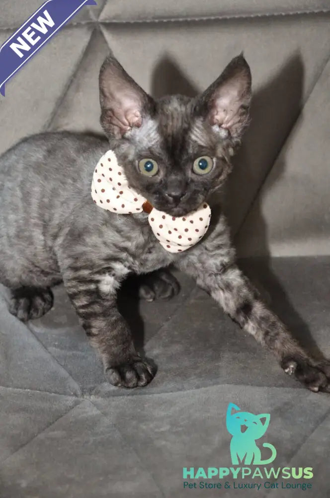 Tammy Devon Rex female black silver - live animals