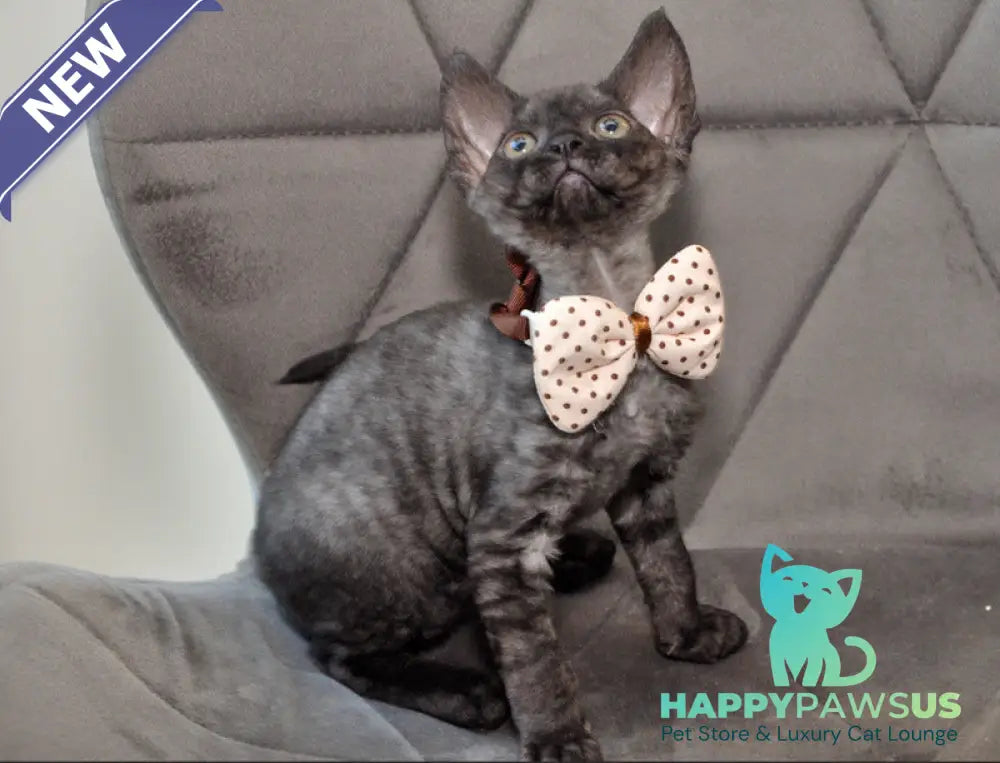 Tammy Devon Rex female black silver - live animals