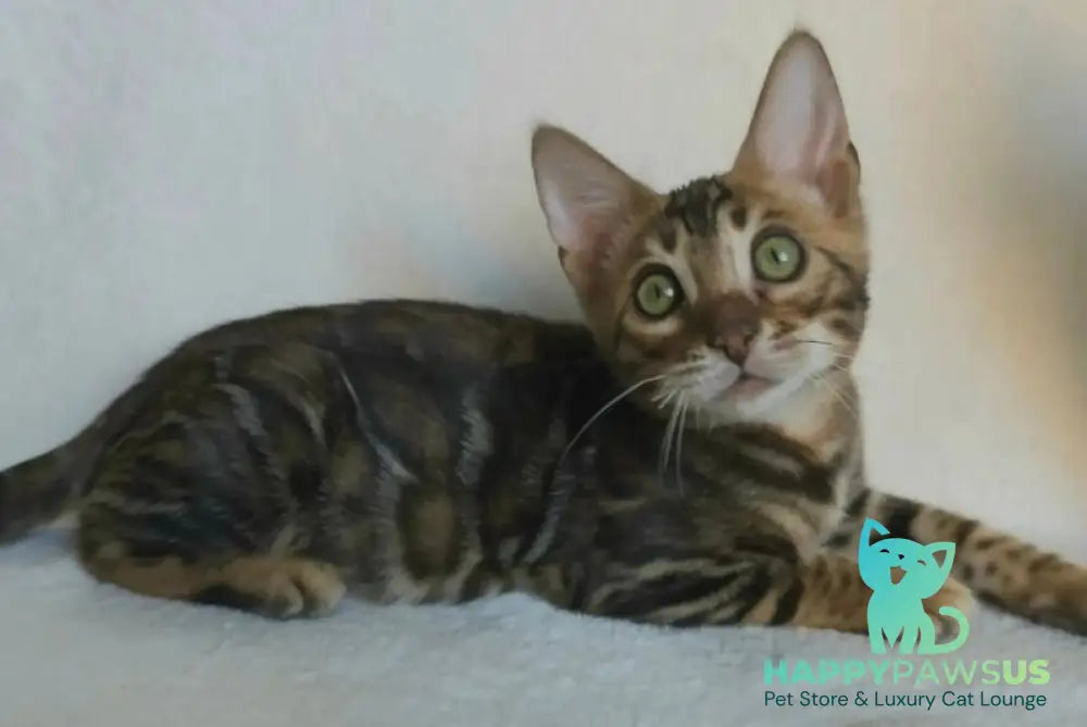Tango Bengal male black spotted tabby - live animals
