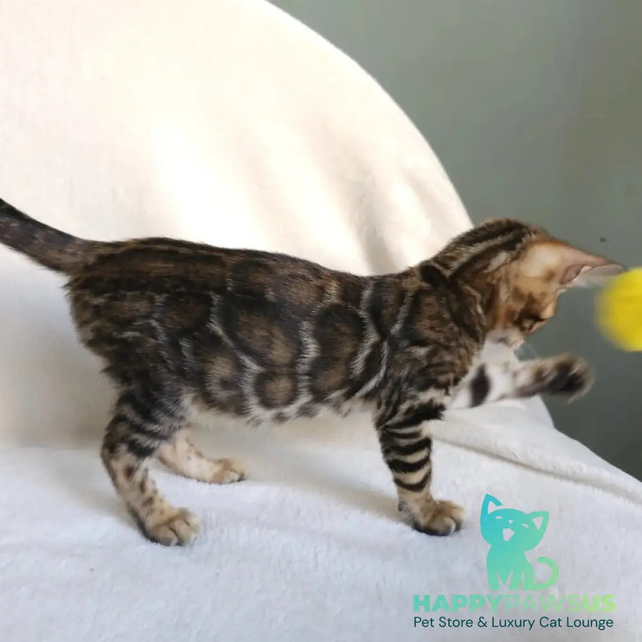Tango Bengal male black spotted tabby - live animals