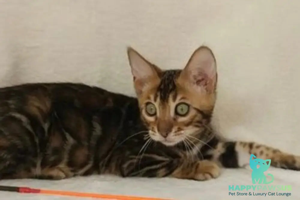Тango Bengal male black spotted tabby - live animals