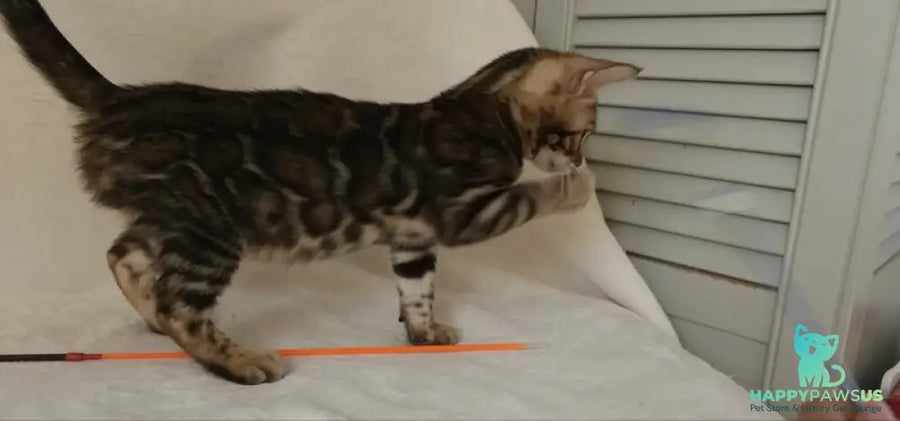 Tango Bengal male black spotted tabby - live animals