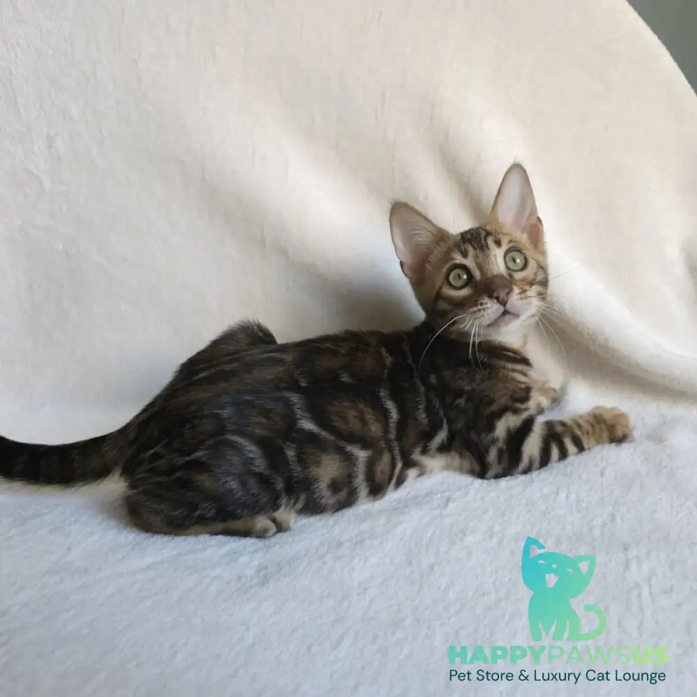 Тango Bengal male black spotted tabby - live animals