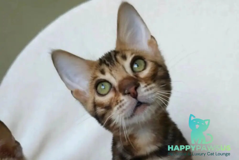Тango Bengal male black spotted tabby - live animals